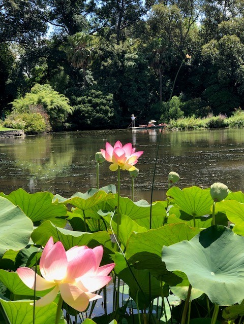 Melbourne_botanic_Garden_(2).jpg